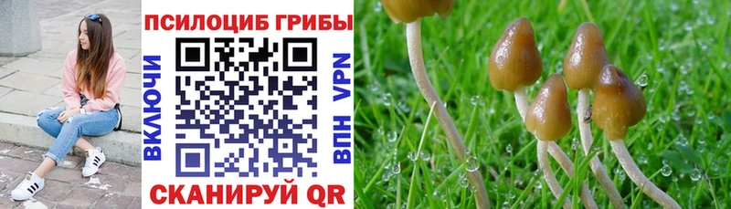 Купить где  Сасово  Псилоцибиновые грибы прущие грибы 